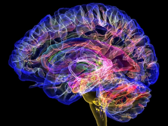 欧美特级大黄AAAAAAA大脑植入物有助于严重头部损伤恢复